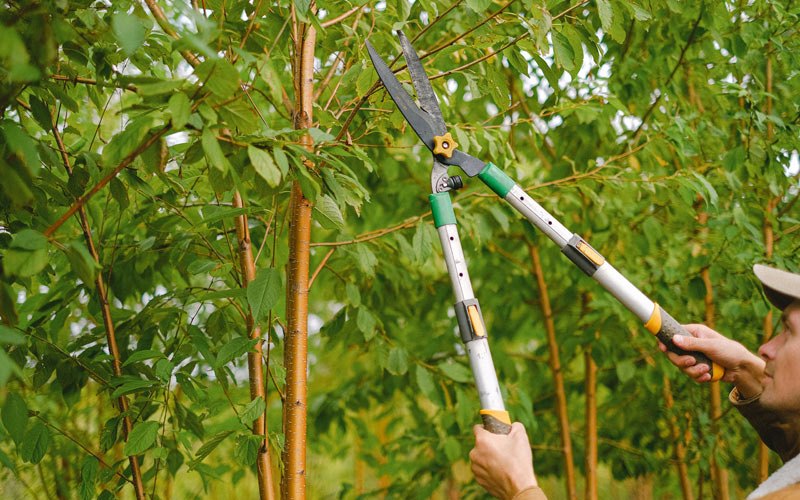Tree trimming in JBER, AK