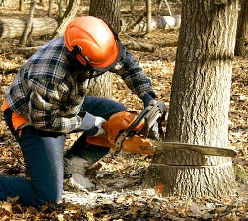 Tree Removal in JBER, AK